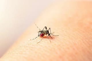 Dengue