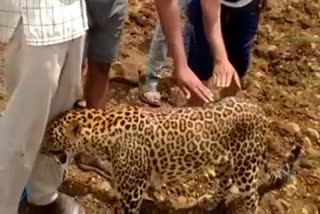 citizens take photo with a leopard