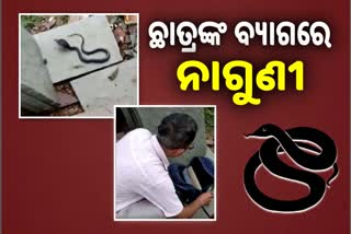 ଛାତ୍ର ବ୍ୟାଗରୁ ବହି ବଦଳରେ ବାହାରିଲା ବିଷଧର ସାପ, ଭିଡ଼ିଓ ଭାଇରାଲ