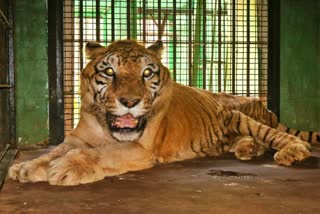 hanuma-tiger-of-the-tavarekoppa-tiger-lion-sanctuary-is-died