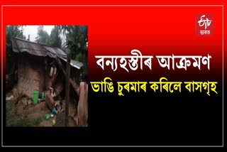 House destroyed in wild elephant attack in Dibrugarh