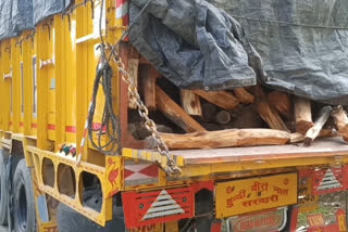 Truck loaded with khoyar wood seized in Rangia