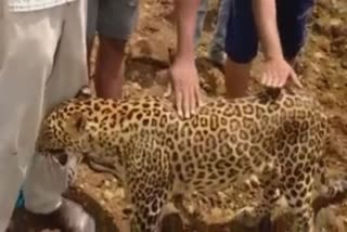 VIDEO OF CITIZENS DOING PHOTO SESSION WITH A LEOPARD HAS GONE VIRAL