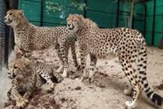 Cheetah Politics Rajasthan
