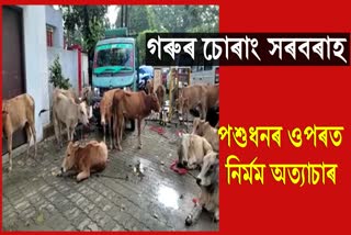 Illegal cows seized at Bokakhat