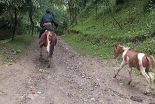 جنگلی جانور کے حملے میں بچہ ہلاک