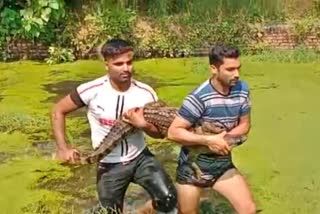 Crocodiles rescue in Uttarakhand  crocodile was rescued by the forest department  Crocodiles in Ibrahimpur village of Roorkee  forest department team rescued the crocodile  Crocodile reached the village out of the river  ಬರೀ ಗೈಯಲ್ಲೇ ಮಕರ ಹಿಡಿದ ಅರಣ್ಯ ಸಿಬ್ಬಂದಿ  ಮೊಸಳೆ ಬಂತು ಮೊಸಳೆ  ಜನವಸತಿ ಪ್ರದೇಶಕ್ಕೆ ಮೊಸಳೆಯೊಂದು ಎಂಟ್ರಿ  ಸೋಲಾನಿ ನದಿಯಲ್ಲಿ ಮೊಸಳೆ  ಮೊಸಳೆಯನ್ನು ರಕ್ಷಿಸಿದ ಅರಣ್ಯ ಇಲಾಖೆ