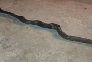 Narmadapuram Snake Video Viral