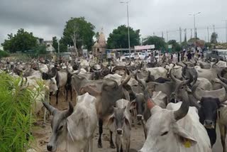 thousands-of-cows-on-gujarat-highways-block-traffic-as-govt-fails-to-fund-shelter-homes