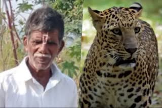 Leopard kills farmer, cow in Karnataka