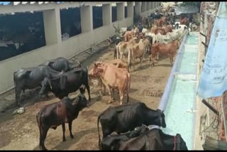 માલધારીઓનો આરોપ, કોર્પોરેશનના પાંજરાપોળમાં 2 દિવસમાં 50 ગાયના મોત