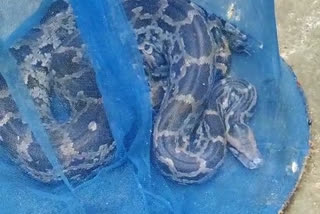 Snake Recovered by fishing net in Kanksa