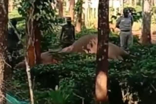 6-year-old elephant electrocuted in a private farm in Tamil Nadu's Udhagamandalam