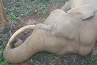 elephant electrocuted in a private farm
