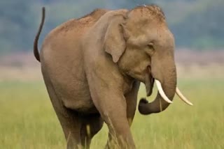 Mother Elephant Blesses Forest Officials