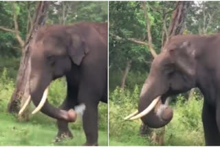 Heartbreaking video of elephant eating plastic