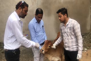 Symptoms of Lumpy virus in cattle in Durg