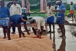 Maize destroyed due to rain in Haveri