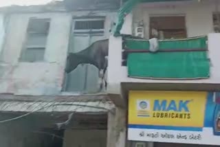 Viral Video : नगर निगम की टीम से बचने के लिए पहली मंजली से नीचे कूदी गाय, मौत