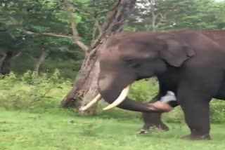 Elephant eats plastic on the road side: video viral