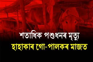 Cattle dies of unknown disease in Amguri