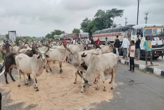 protest releasing cows on Rajasthan highway  protest releasing cows on highway  Gujarat Cattle owners stage protest  ഗോശാലകൾക്കായി 500 കോടി അനുവദിക്കണം  ഗോശാലകൾക്കായി 500 കോടി അനുവദിക്കണമെന്ന് ആവശ്യം  ഗുജറാത്തിൽ 1000 പശുക്കളെ നടുറോഡിലിറക്കി പ്രതിഷേധം  ബനസ്‌കന്ത ഗുജറാത്ത്  ഗോശാലകളുടെ ക്ഷേമത്തിനായി  ആയിരത്തോളം പശുക്കളെ നടുറോഡിലിറക്കി പ്രതിഷേധം  റോഡിന് നടുവിൽ കാലിതീറ്റ  കന്നുകാലി ഉടമകൾ ദേശീയപാത ഉപരോധിച്ചു  seeking budgetary allocation of Rs 500 crore  Deesa Radhanpur highway protest  ദീസ രാധൻപൂർ ഹൈവേ പ്രതിഷേധം