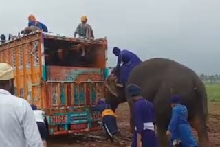 MP Elephant Video Viral