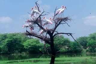 Declare Udaipuria a bird sanctuary, locals demand as several migratory birds seen here