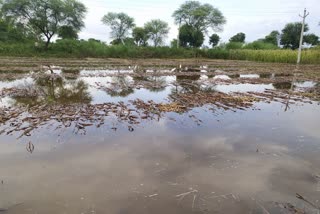 Kharif Crops in Dholpur