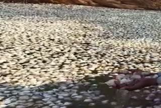 mandsaur farmer throw garlic in mines