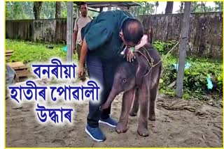 Elephant Calf Rescued in Chirang