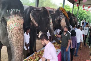 Elephant Cuts Cake on Birthday