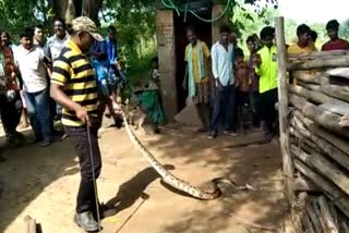 long python rescued from uchhala kalahandi