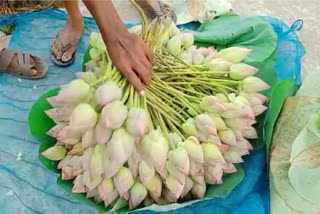 Durga Puja 2022 lotus farmer facing losses due to insufficient rain