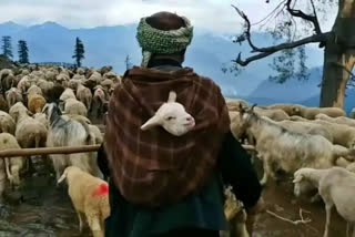 J&K: Ramban administration bans nomads from walking with livestock on national highways