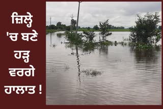 Damage of paddy and situation like flood in Mansa