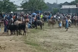 Cow smuggling in Goalpara