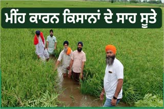 Incessant rain has increased the concern of farmers