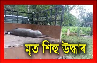 injured-river-dolphin-recovered-in-bihpuriya