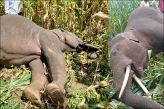 two-elephants-died-by-an-electric-shock