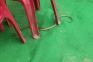 Snake spotted at DyCM program in UP