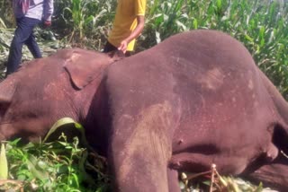 Two Elephants dies of electrocution