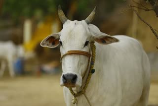 cow carcass dragged by tying bulldozer