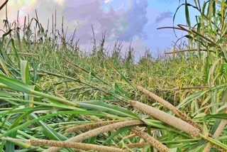 millet cultivation in Nuh