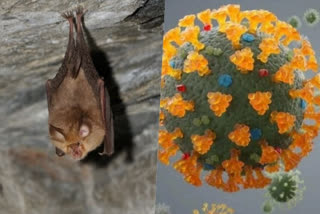 New COVID-like virus found in bats
