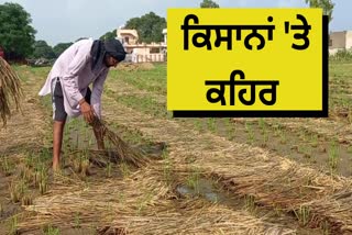 Paddy crop destroyed due to rain in Hoshiarpur
