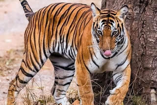 VTR के आसपास बाघों की बढ़ती संख्या