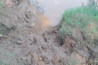 Elephants in Ramanujganj