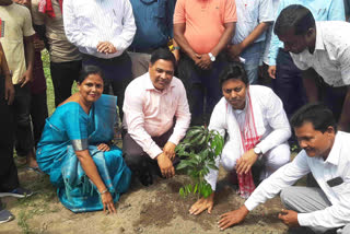 litchi plantation in Tezpur