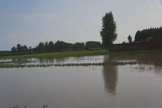 water logging in yamunanagar